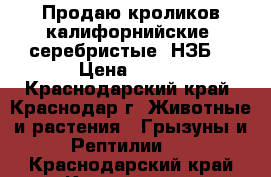 Продаю кроликов калифорнийские, серебристые, НЗБ. › Цена ­ 250 - Краснодарский край, Краснодар г. Животные и растения » Грызуны и Рептилии   . Краснодарский край,Краснодар г.